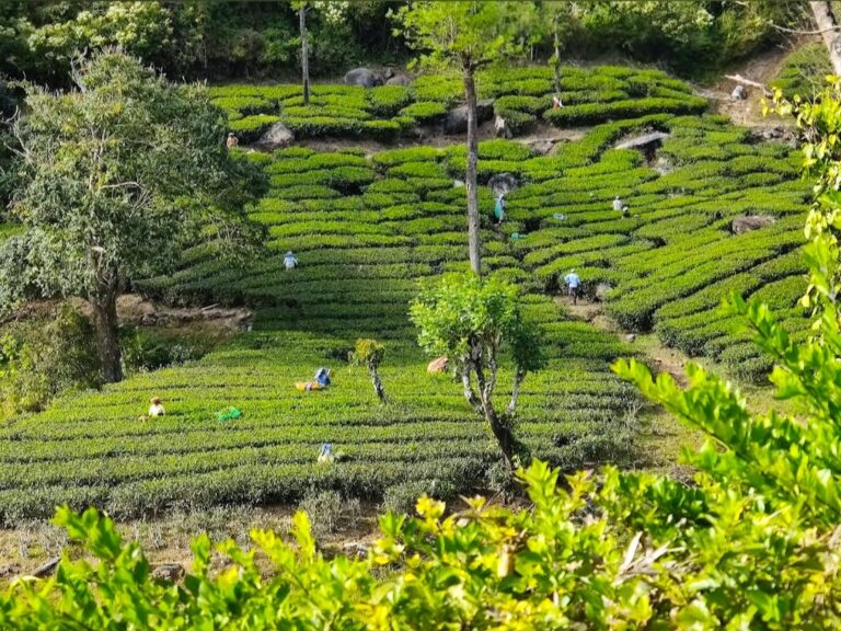 Valparai