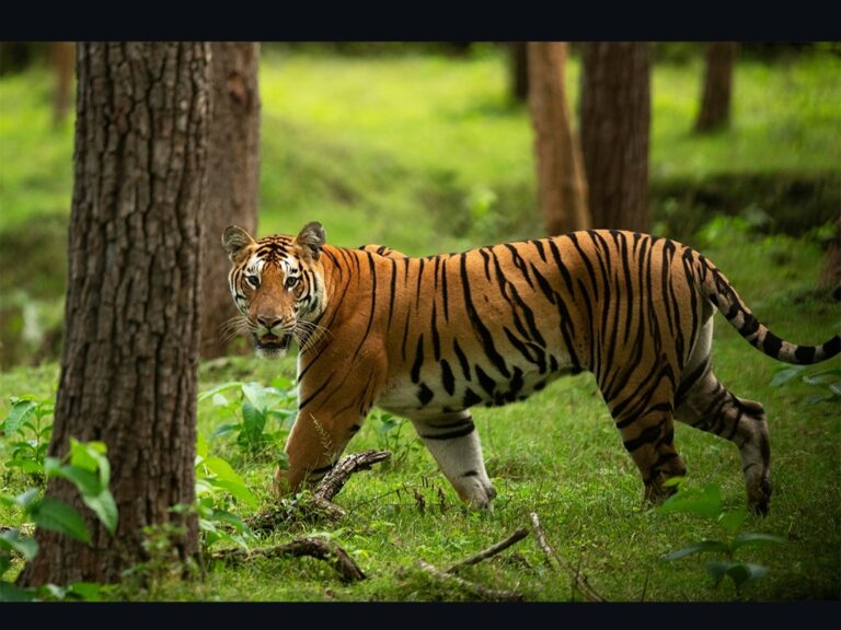 TIGER